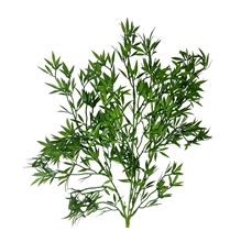Stellatus Foliage Spray - 32'' - Green