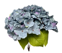 Autum Meadows Hydrangea Bush x 5 -Blue 18”