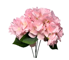 Southern Hydrangea Bush X 5 -18''LT.Pink