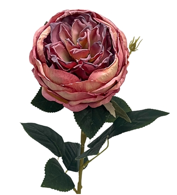 English Garden Mix Rose Bush x 9 - Mauve 17”