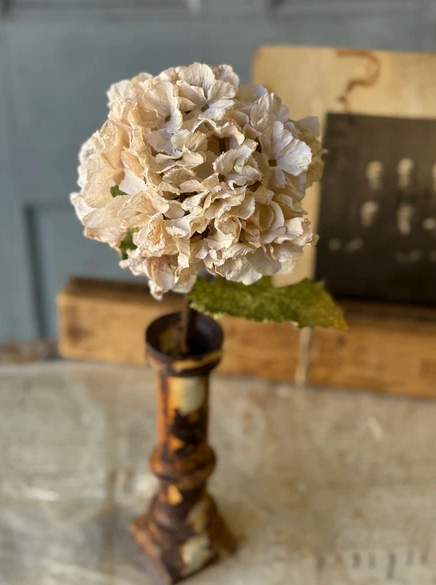Revival Hydrangea | 20"
