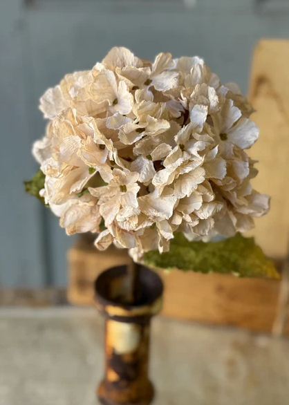 Revival Hydrangea | 20"