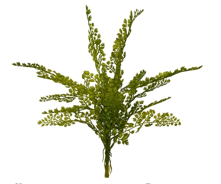 Maiden Hair Fern Plant - Dark green 19"