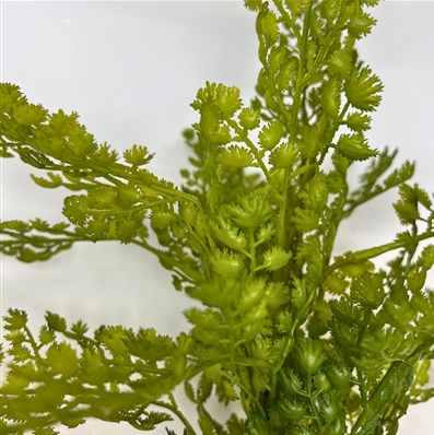 Maiden Hair Fern Plant - Dark green 19"