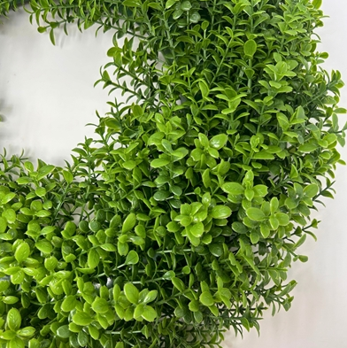 European Boxwood wreath 18"