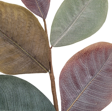 Cypress Hills Magnolia Pick 19"