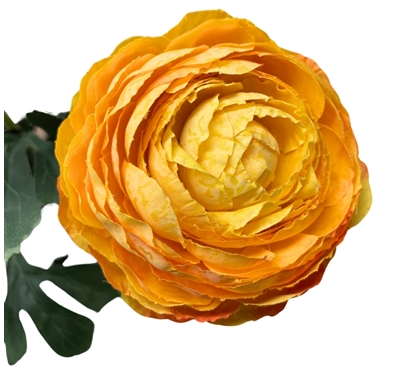 Caressed sunrise triple ranunculus spray  23"