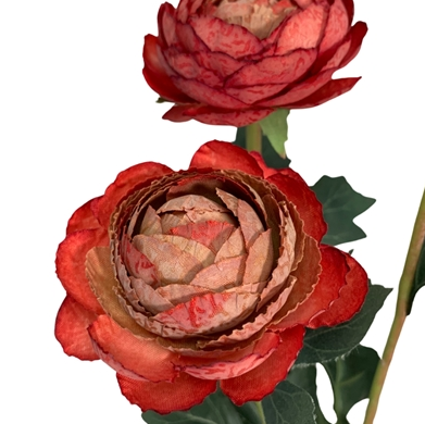 Caressed sunrise triple ranunculus spray  23"