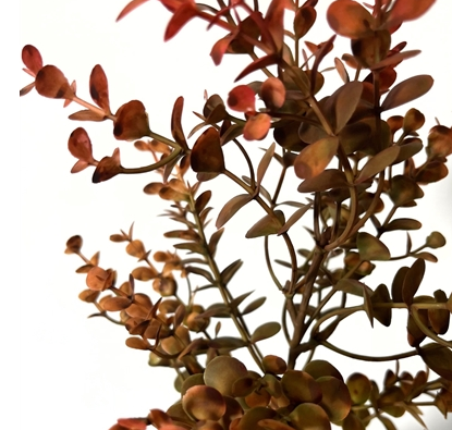 Autumn Boxwood Pick 21" - 4 stems