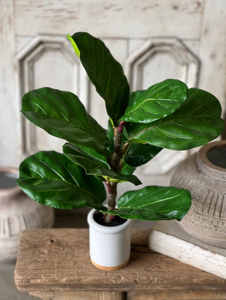 23" Potted Fiddle Leaf Fig