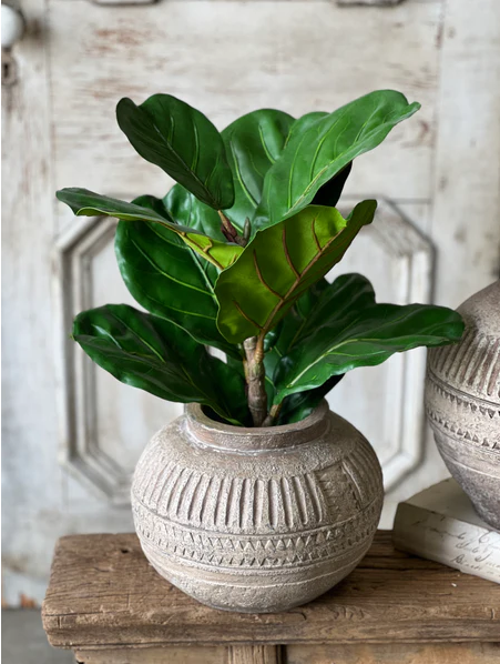 23" Potted Fiddle Leaf Fig