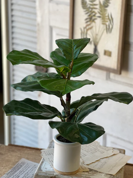 23" Potted Fiddle Leaf Fig
