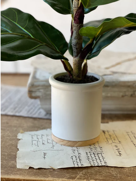 23" Potted Fiddle Leaf Fig