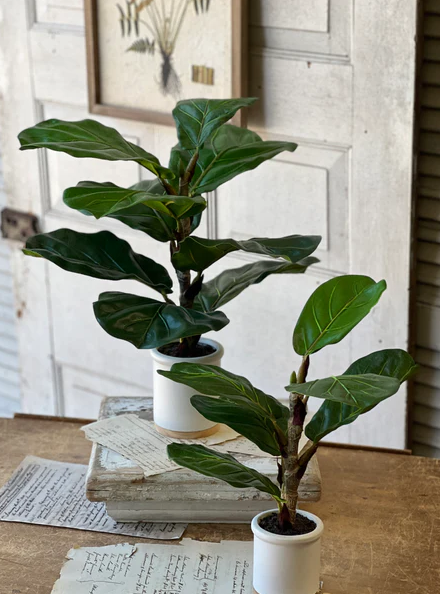 23" Potted Fiddle Leaf Fig