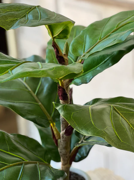 23" Potted Fiddle Leaf Fig