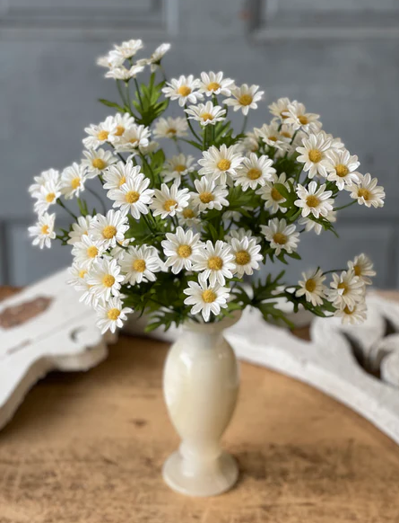 Curtsy Daisy Bush | 16" | Cream