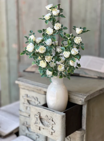Calloway Rose Bush | 14.5" | Cream