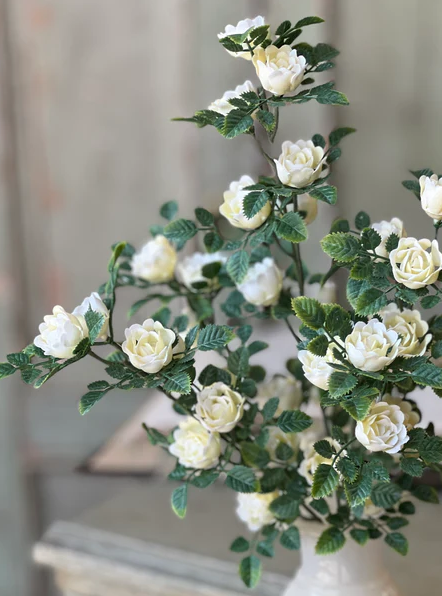 Calloway Rose Bush | 14.5" | Cream