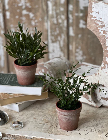 10" Hebron Pot | Spear Leaf