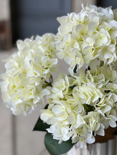 19.5" Harkness Hydrangea | Cream