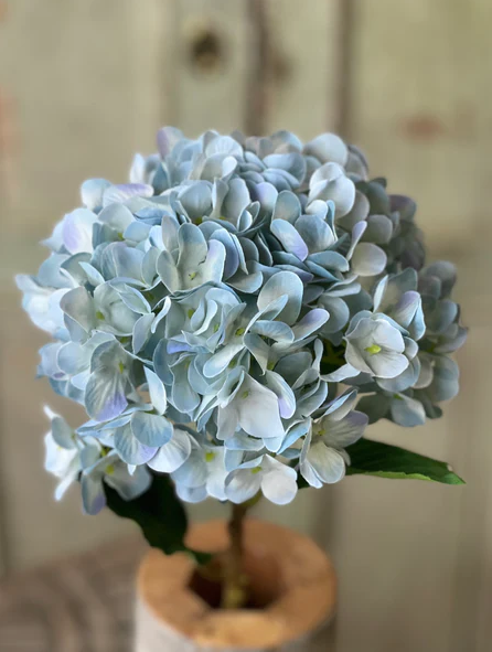 Callahan Hydrangea | 21.5" | Blue