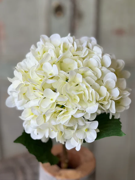 Callahan Hydrangea | 21.5" | Cream