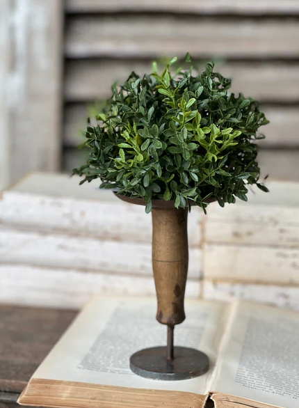 New England Boxwood Half Sphere | 7"