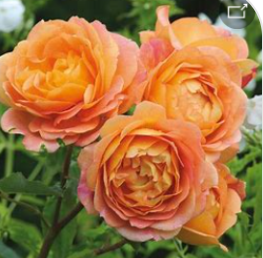 David Austin Roses