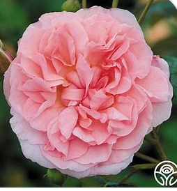David Austin Roses