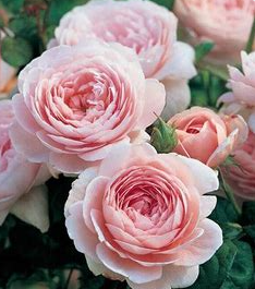David Austin Roses