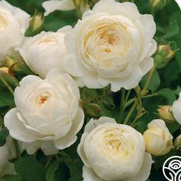 David Austin Roses