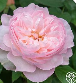 David Austin Roses