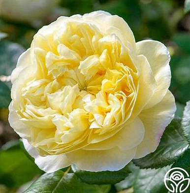 David Austin Roses