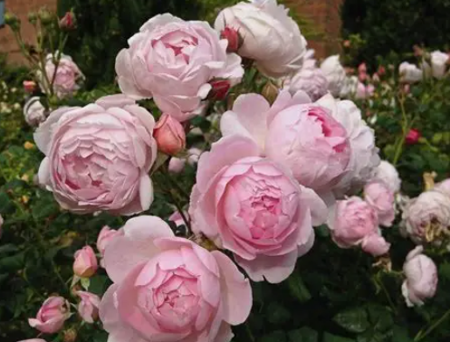 David Austin Roses