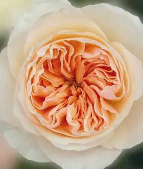 David Austin Roses