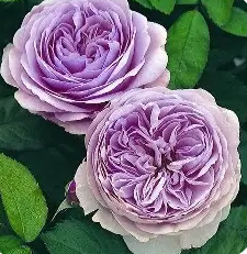 David Austin Roses