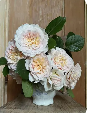 David Austin Roses