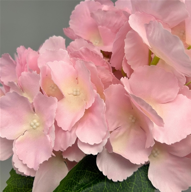 Southern Hydrangea Bush X 5 -18''LT.Pink