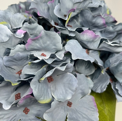Autum Meadows Hydrangea Bush x 5 -Blue 18”