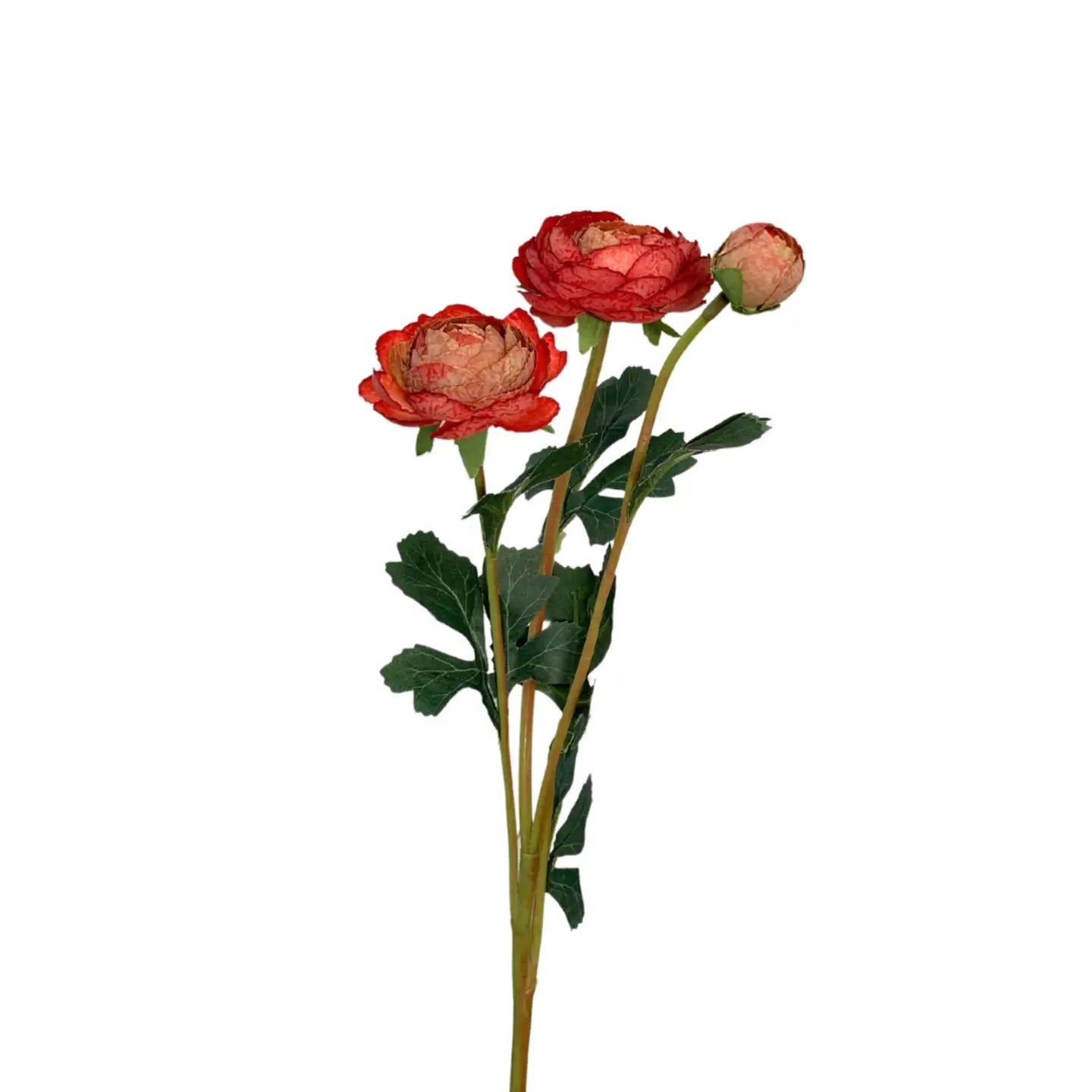 Caressed sunrise triple ranunculus spray  23"