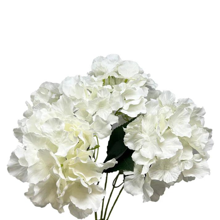 Cypress Hills Garden Hydrangea bush 19" Cream