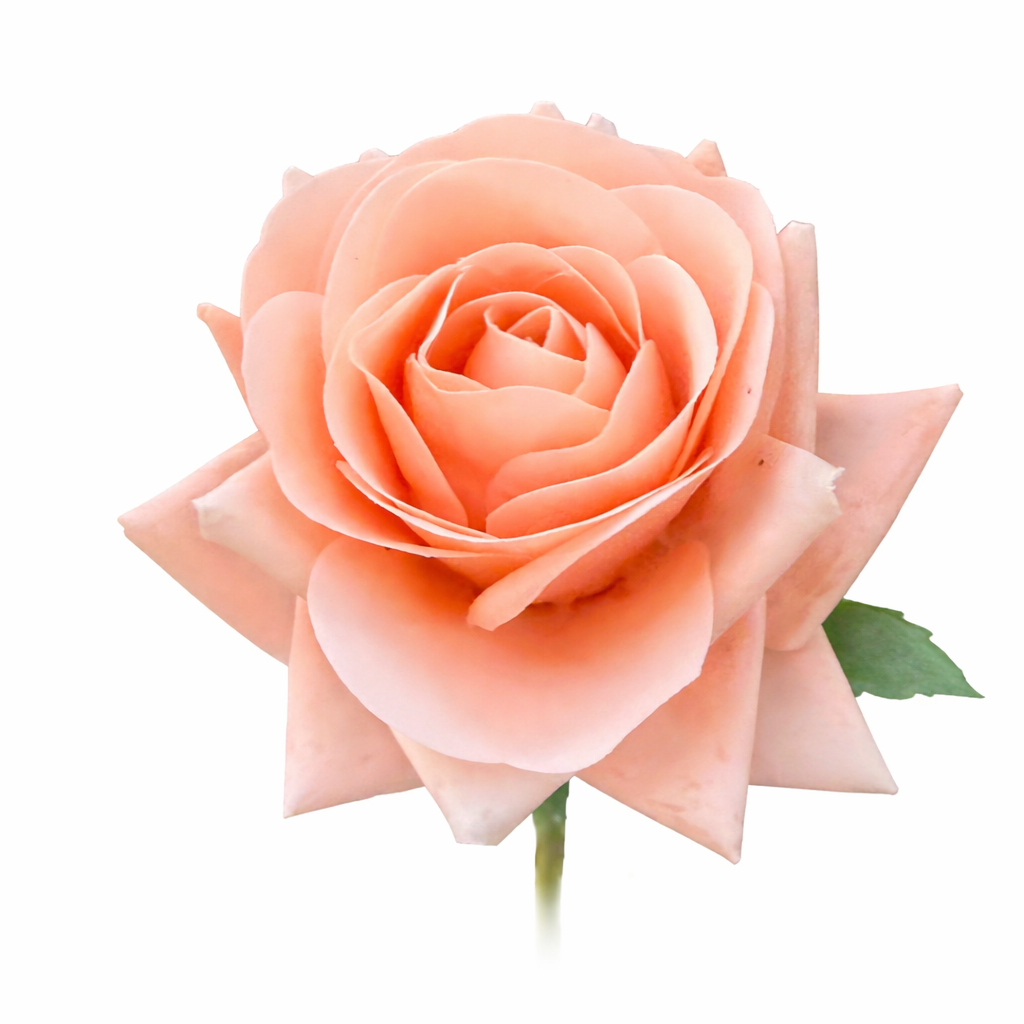 Ultra Realistic Rose